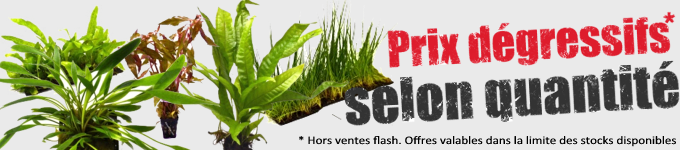 plante-aquarium-achat-en-ligne